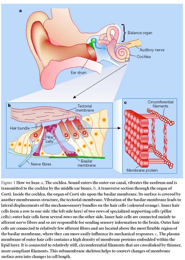 La vibrazione della membrana basilare sposta i fasci di stereociglia e genera una depolarizzazione delle