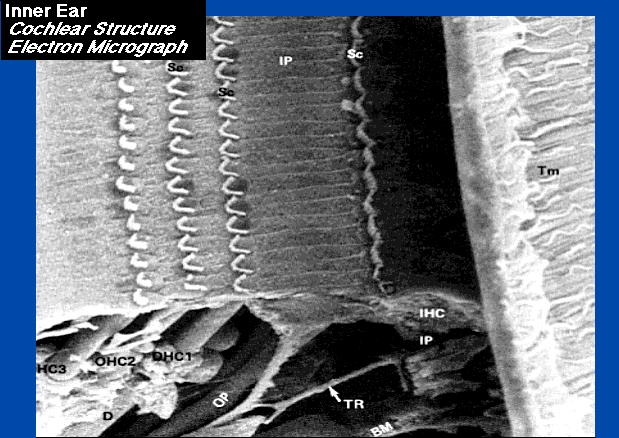 La coclea presenta più file di cellule cigliate