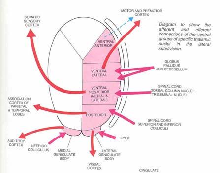 so ciativa pari etal e, temporal e e occipitale Nucleo mediodorsal e relé limbi co; vi sono processate proi ezioni coinvolte nelle funzioni cognitive, poi trasf erite alla co rte cci a associsoci