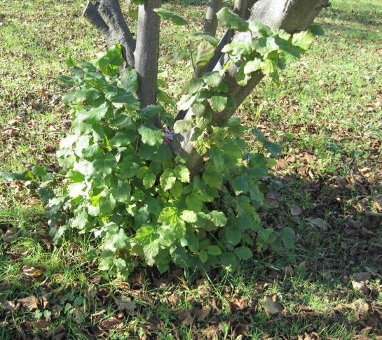 Le previsioni meteo annunciano che la piovosità dovrebbe limitarsi a questa settimana rendendo possibile le pratiche agronomiche di fine campagna nella terza settimana di novembre.