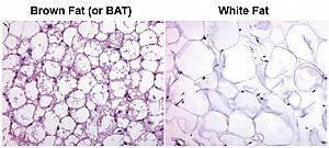 Tessuto adiposo: E formato da cellule chiamate adipociti, in grado di accumulare e metabolizzare i lipidi.