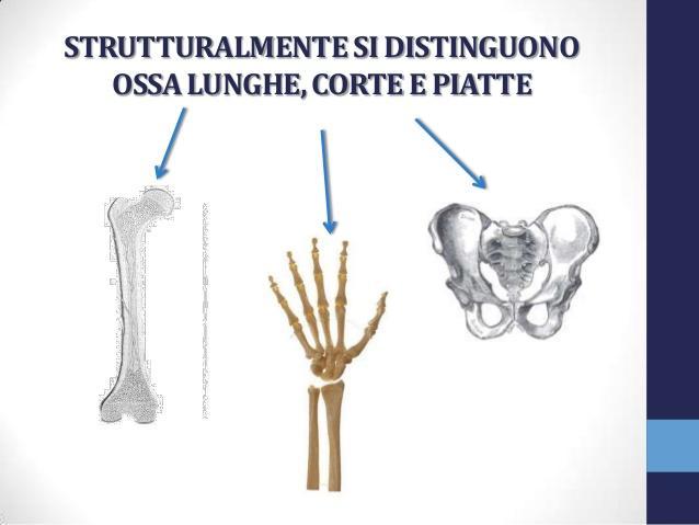 Tessuto osseo: Le ossa si possono suddividere in: Ossa lunghe: Presentano un diametro prevalente sugli altri e sono costituite da un corpo intermedio