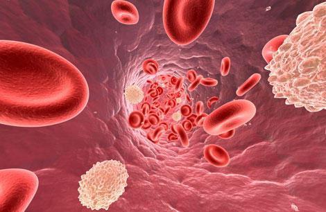 Sangue e linfa: Sangue e linfa, possono considerarsi come tessuti connettivi le cui cellule sono immerse in una sostanza fondamentale fluida nella quale si spostano liberamente.