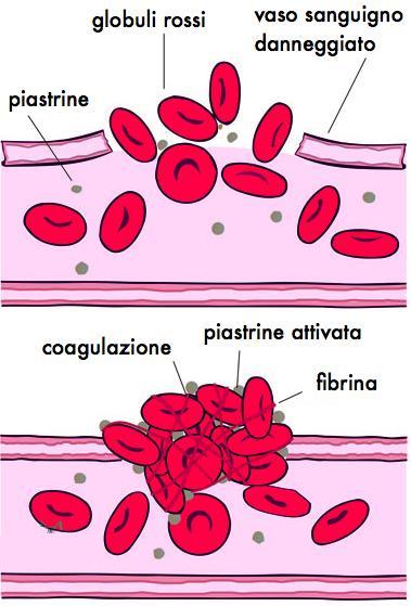 Sangue e linfa: Coagulazione del sangue: In seguito alla rottura dei vasi, vi è una costrizione del vaso stesso grazie ad un ormone (serotonina) prodotto dalle stesse piastrine.