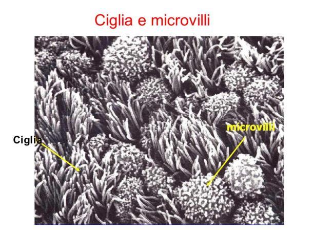 Tessuto epiteliale: Le cellule epiteliali possono presentare delle specializzazioni quali: Microvilli: sono esilissimi espansioni citoplasmatiche, caratteristiche degli epiteli