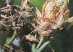 Danni di Prays citri sui fiori e sui frutticini Su frutto in ingrossamento fuoriuscita di gomma sul punto di erosione della larvetta di tignola germogli infettati da afidi Forme di parassitizzazione