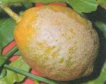 Femmina adulta di Heliothrips haemorrhoidales Rugginosità da tripide sul frutto Phomopsis citri Nervatura clorotica da marciume radicale Flussi gommosi su vecchio tronco di limone Radichette marce,