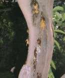 infestazioni di tripidi. Agronomico Tenere, con la potatura, la chioma sfoltita in modo tale da evitare ristagni di umidità favorevole all infestazione e alla proliferazione dell insetto.