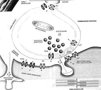 Prof.P. Bellavite, Corso di Patologia