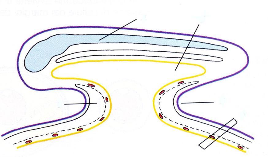 GLI ANNESSI EMBRIONALI Gli annessi embrionali sono strutture prodotte dall embrione che aiutano il suo sviluppo senza entrare a far parte dell individuo futuro.