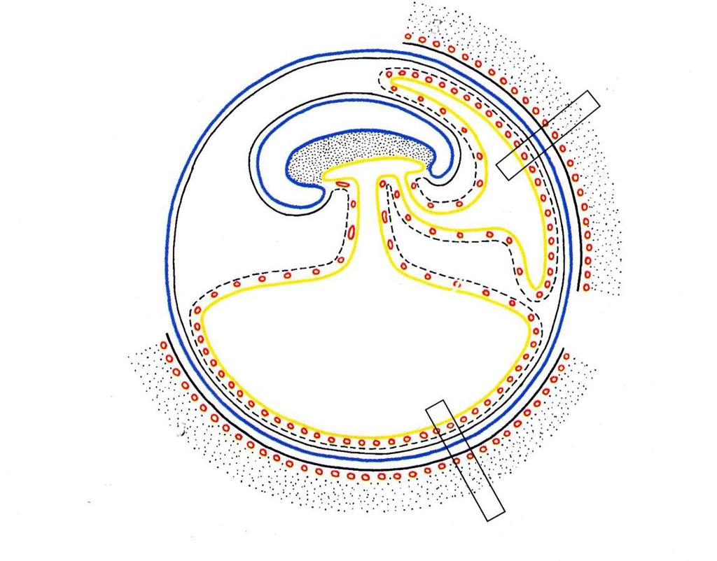 Negli amnioti si possono avere due tipi diversi di placenta: - Corion - vitellina (C-V): i due annessi embrionali coinvolti nella formazione della placenta sono corion e sacco del tuorlo; - Corion -