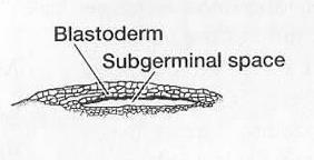 perpendicolare ai due precedenti. Si formano 8 cellule e quindi una blastula, con cellule tutte uguali; 2. Segmentazione oloblastica ma diseguale (uova mesolecitiche): tipica degli anfibi.