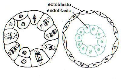 Epibolia: scorrimento delle cellule le une sulle altre; 3. Delaminazione: da una massa di cellule si formano due strati, il più esterno funge da ectoblasto e il più interno da endoblasto.