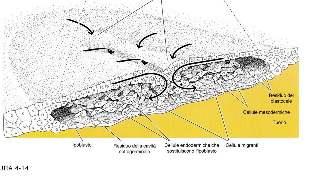 Il primo movimento che avviene è la delaminazione, quindi si formano 2 strati: - Epiblasto: strato più superficiale; - Ipoblasto: strato più interno.