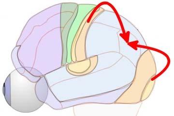 Tre funzioni della corteccia parietale posteriore Funzione N. 1: per raggiungere un oggetto, la corteccia parietale processa informazione spaziale.