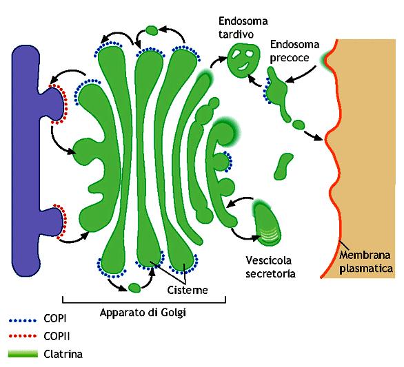 COPI COPII e