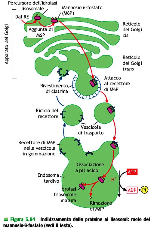 fosfato che le indirizza alle