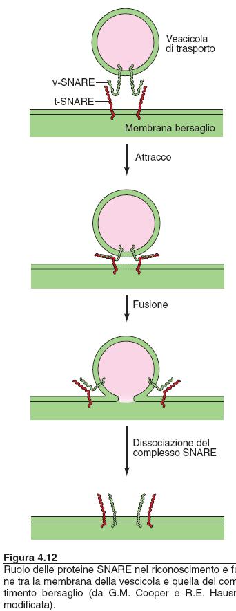 Il corretto trasporto di una molecola da un organello all altro è mediato da vescicole di trasporto che si formano dall organello donatore e si fondono con l organello accettore.