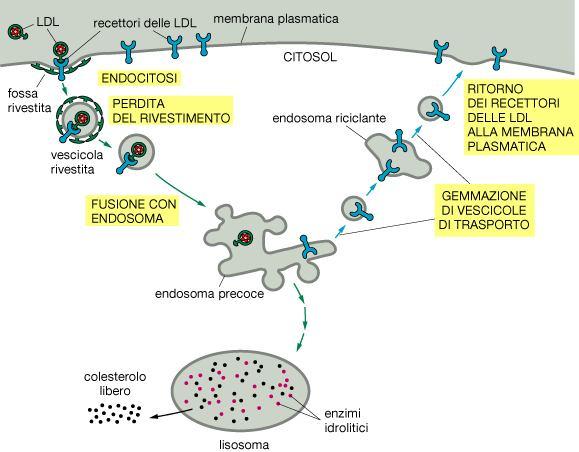 Endocitosi mediata da recettori Permette di catturare in modo