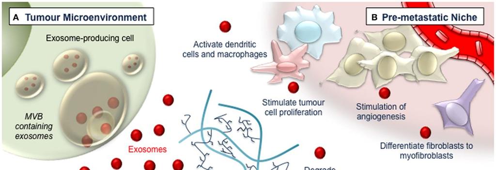 REVIEW ARTICLE Front. Oncol., 27 May 2014 http://dx.doi.org/10.3389/fonc.2014.00127 Functions and therapeutic roles of exosomes in cancer Jacob A.