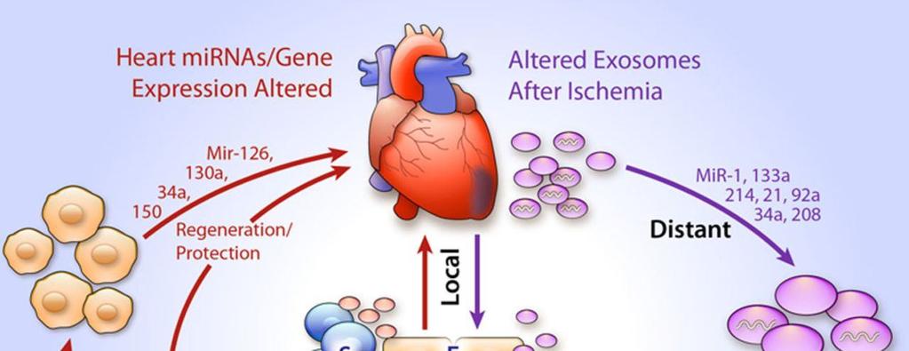 A suggested hypothesis on the role of exosomes released from a damaged heart as a potential intercellular communicator.