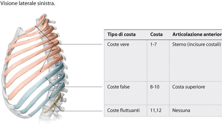 COSTE Segmenti scheletrici che circoscrivono come archi gran parte della cavità toracica Lunghezza e obliquità (alto basso e