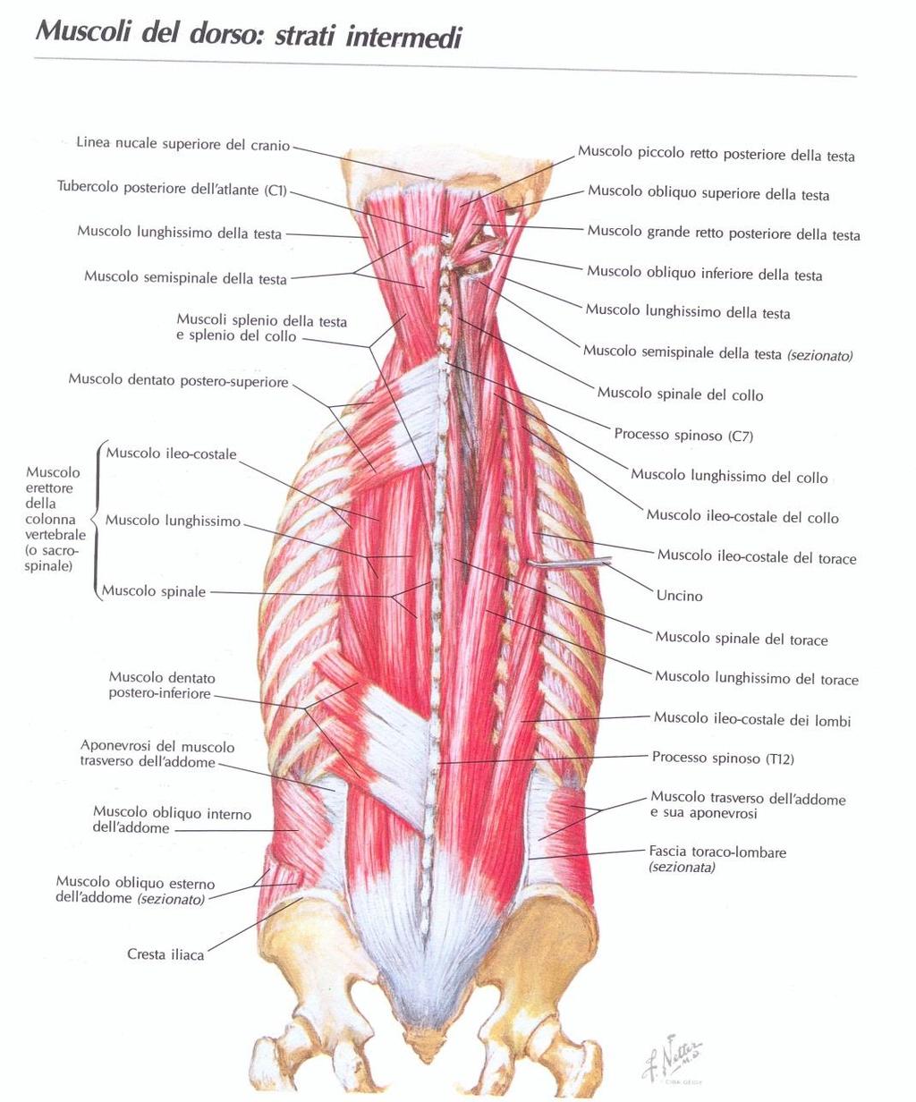 Muscoli Spino-Costali Dentati Posteriori