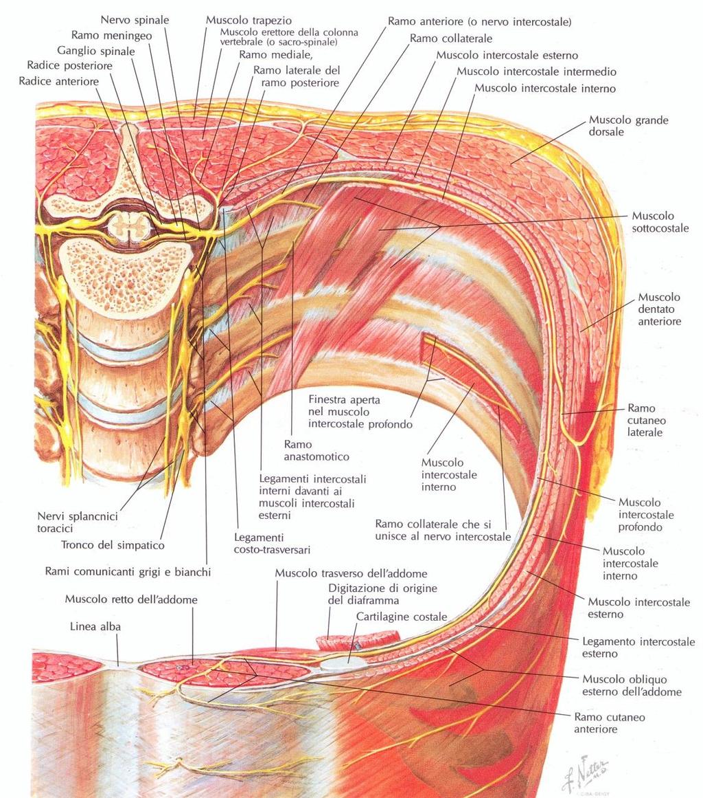 Muscoli Sottocostali (situati sulla faccia interna della parete