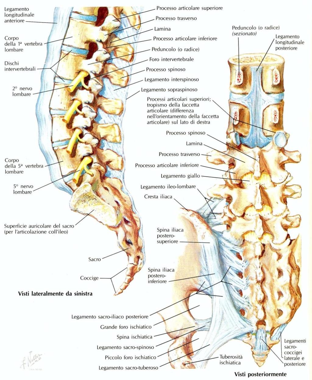 Emergenza dei nervi spinali dai fori intervertebrali Uscito dal foro intervertebrale il nervo spinale (MISTO) si divide in un ramo anteriore e uno