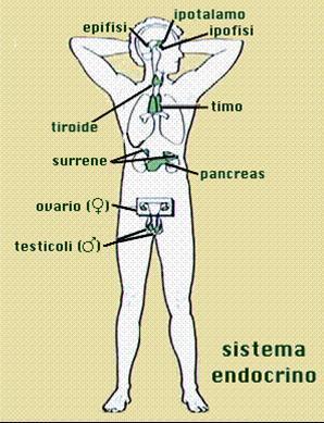 Apparato Endocrino 1) Composto da ghiandole a secrezione interna sono prive di dotti escretori 2) I prodotti (ormoni) sono liberati nel torrente circolatorio 3) Gli ormoni sono messaggeri chimici in