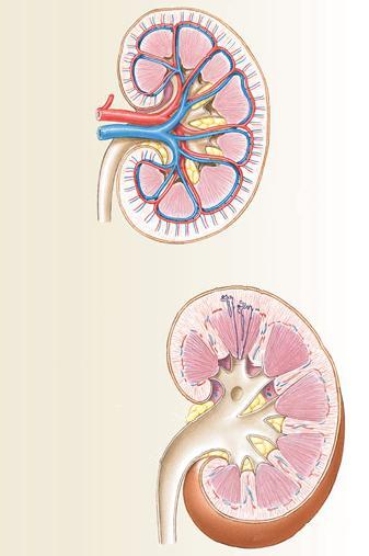 Struttura del Rene (sezione coronale) Componente Vascolare Arteriosa: Distribuisce il flusso ematico alle unità funzionali del rene: i Nefroni.