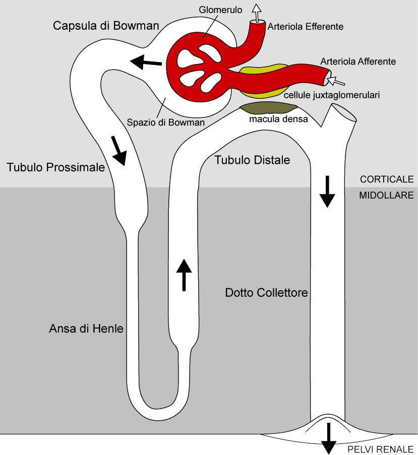 Il Nefrone Componente Tubulare: Capsula di Bowman Tubulo Prossimale Ansa di Henle Tubulo Distale Dotto Collettore Pelvi Renale Filtrazione Secrezione