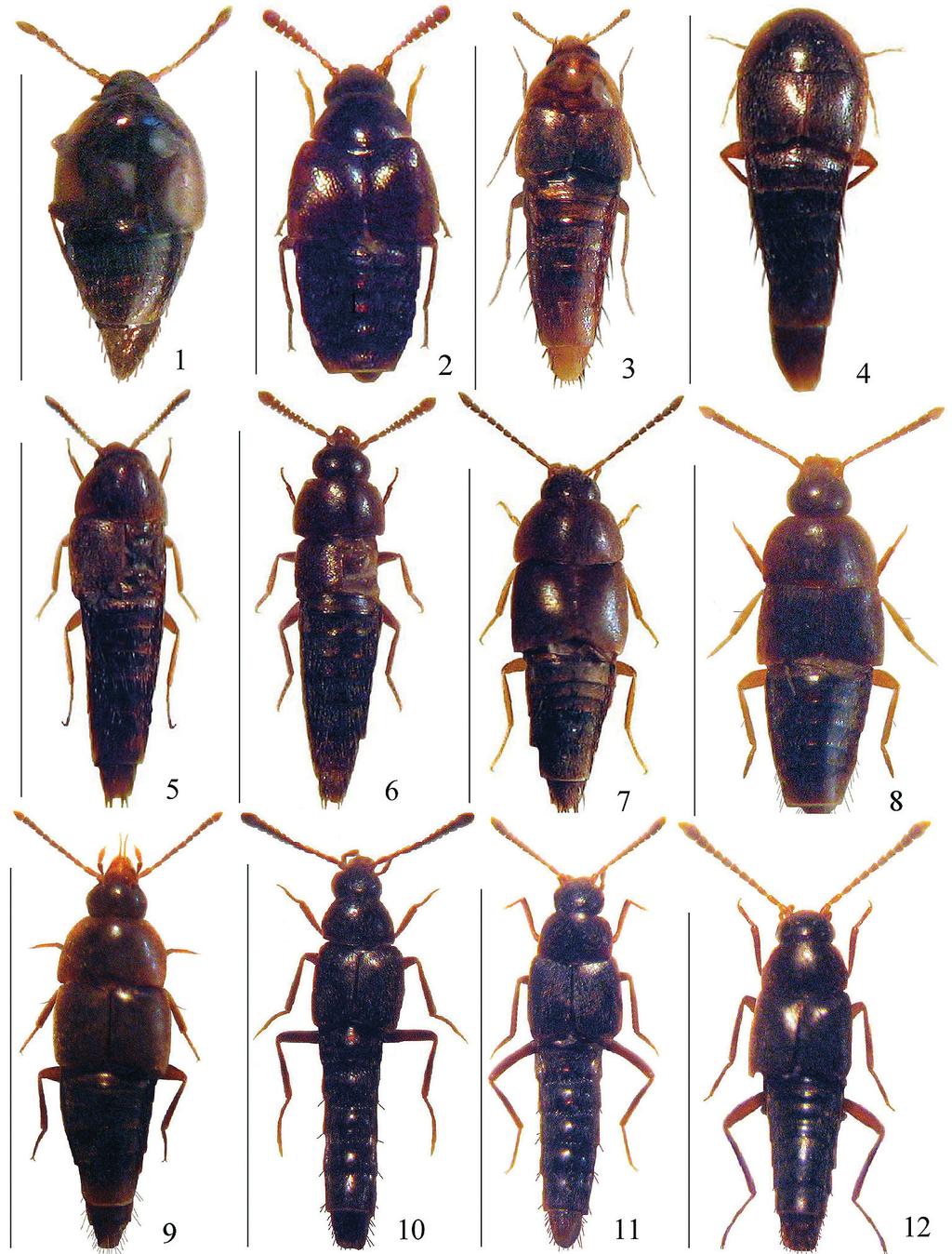 98 PACE, R.: Biodiversità delle Aleocharinae della Cina: Hypocyphtini Figg. 1-12: Habitus. 1. Holobus sinorum n. sp., scala 1,1 mm; 2. Holobus sichuanensis n. sp, scala 1,4 mm; 3.