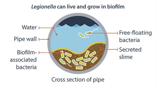 Ambientale Trasmissione della Legionella Clinica Fattori Eventi Eventi Fattori Temperatura, ph, nutrienti, associazione microbica 1 Presenza e sopravvivenza