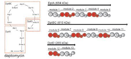 Daptomicina sintetasi La daptomicina è un lipopeptide acido prodotto da Streptomyces roseosporus. L attività antibatterica della daptomicina è mediata dal calcio.