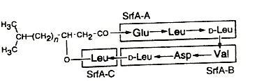 Surfactina sintetasi La Surfactina è un lipopeptide prodotto da Bacillus subtilis che contiene un b-idrossiacido di 13-15 atomi di C.