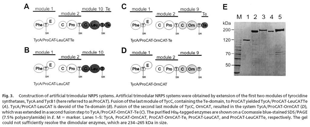 Tirocidina sintetasi:costruzione NRPS ibride per fusione