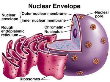 INVOLUCRO NUCLEARE La membrana esterna è continua con il sistema di membrane interno
