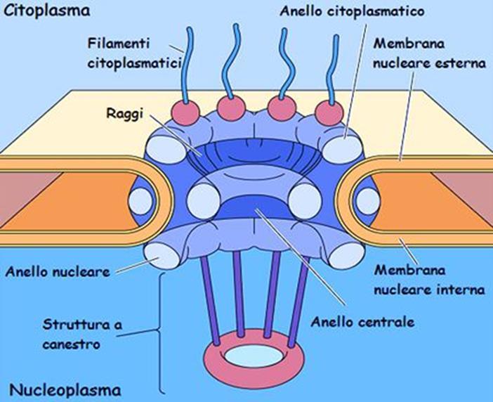 e il citoplasma.