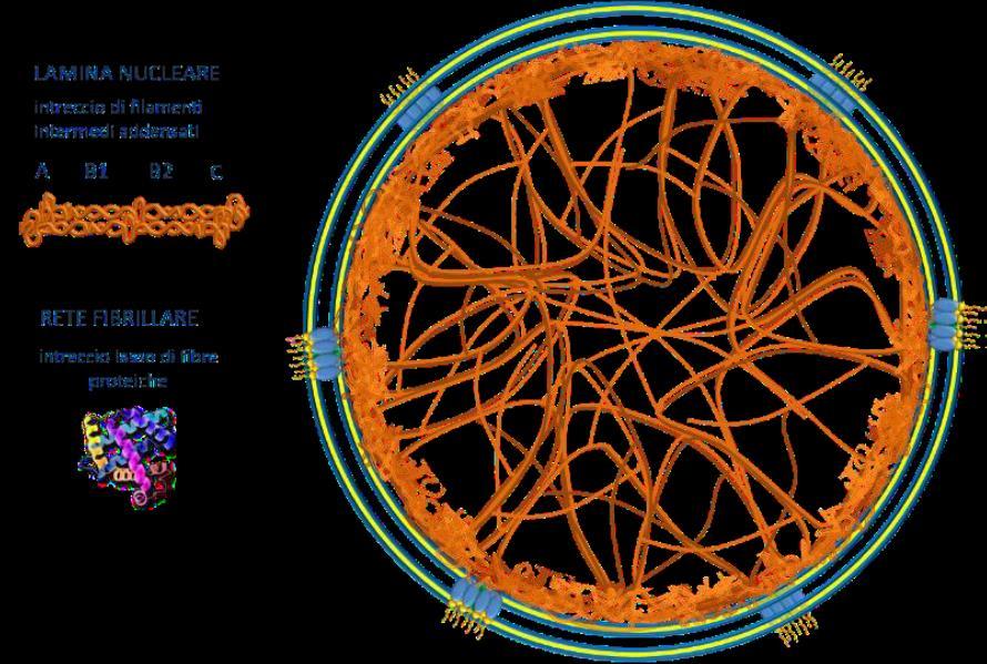 NUCLEOSCHELETRO: matrice nucleare e lamina nucleare làmina nucleare: sottile e densa rete di proteine, altamente insolubili, adesa al versante nucleoplasmatico della membrana interna dell involucro