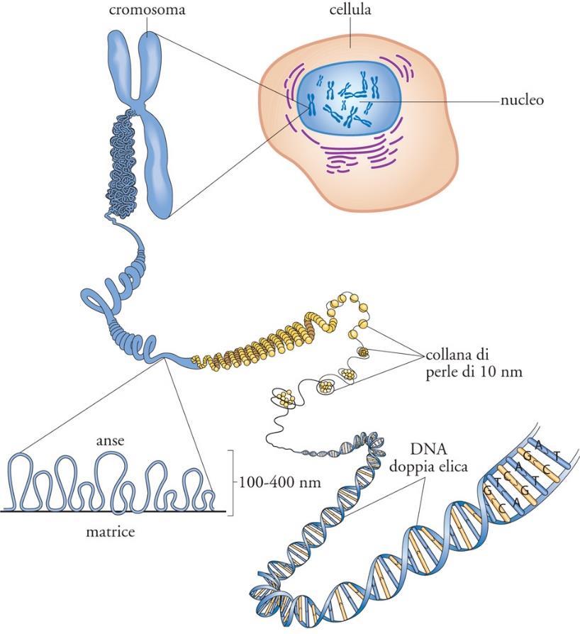 CROMATINA Cromatina: DNA(eucariotico) + proteine Si tratta di una sostanza basofila che occupa gran parte del nucleo.