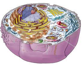 (protisti, piante, funghi e animali) Eu = Bene o vero Carion = Nucleo o nocciolo DNA all interno di nucleo ben