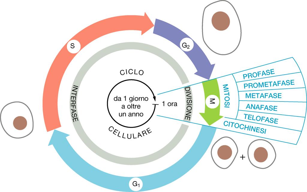 CICLO CELLULARE: fasi della mitosi Durante la mitosi le cellule osservate al microscopio cambiano aspetto.