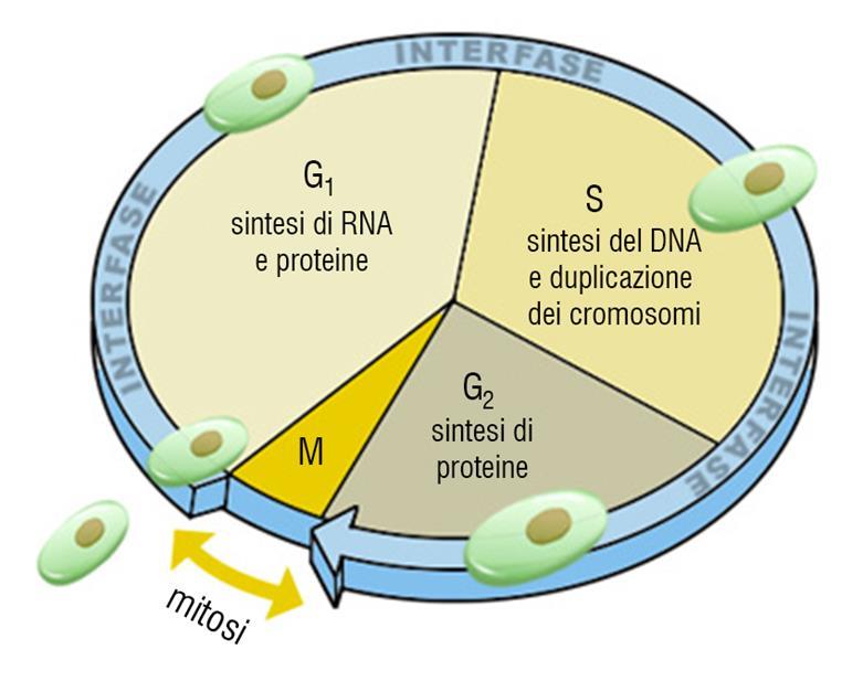 CICLO CELLULARE: l interfase Il periodo che separa una mitosi (fase M)