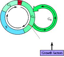 Regolazione del ciclo cellulare da parte di fattori di crescita La disponibilità di fattori di crescita controlla il ciclo delle cellule animali in un punto verso la fine di G 1 chiamato punto di