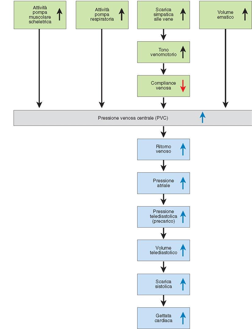 I fattori che influenzano la pressione venosa centrale POMPA M.