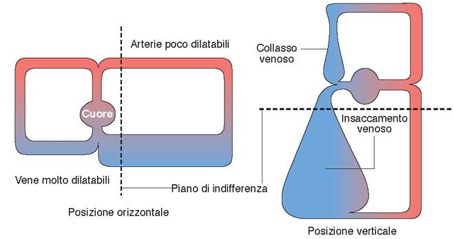 55 g/cm3 LA PRESSIONE DI UN LIQUIDO E PROPORZIONALE ALL ALTEZZA DELLA COLONNA: LE PARTI BASSE