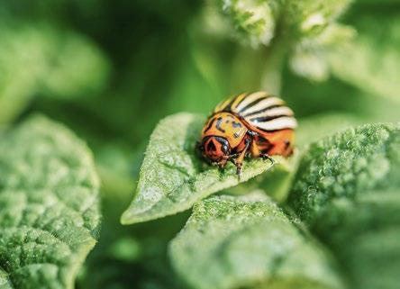 La siccità e le temperature elevate possono danneggiare le specie arboree indigene e aumentarne la mortalità.