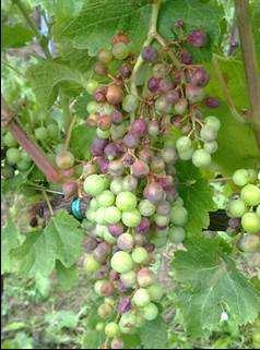 VITE FASE FENOLOGICA Da primi acini invaiati su Incrocio Manzoni a Cerveno, a invaiatura su Merlot ad Artogne ed Erbanno, a maturazione in corso su Chardonnay a Darfo (BBCH 79-84).