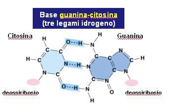 Tra Guanina e Citosina si